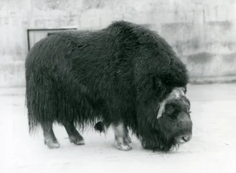 Une femelle bœuf musqué au zoo de Londres, avril 1923